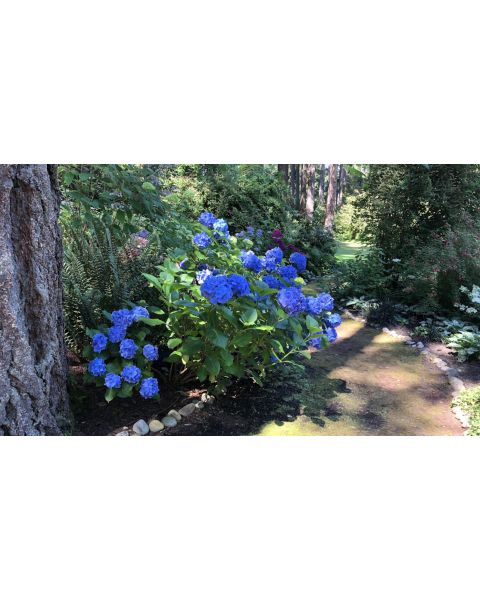 Hydrangea Proven Winner's® Pre-budded Blue Hydrangea 1 pc. R66929 