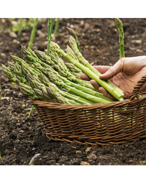 Asparagus Jersey Knight Collection 10 pc. R428222