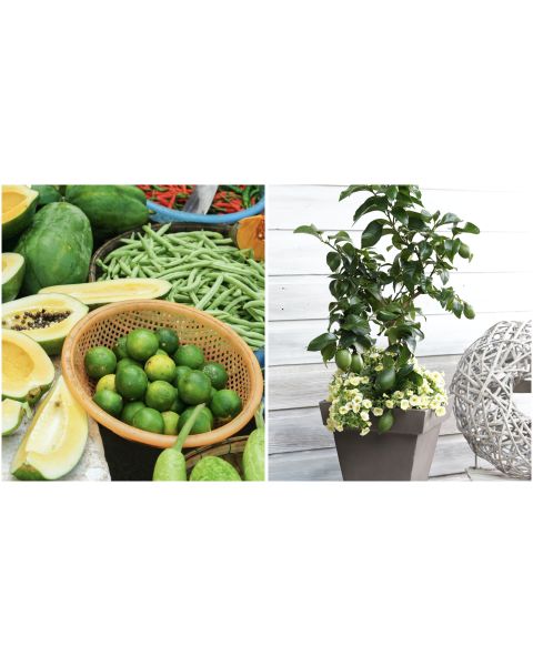 Key Lime Citrus Tree 1 pc. R71791
