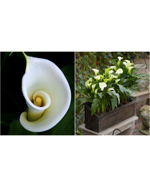 Calla Lily Mix 5 pc. R138831