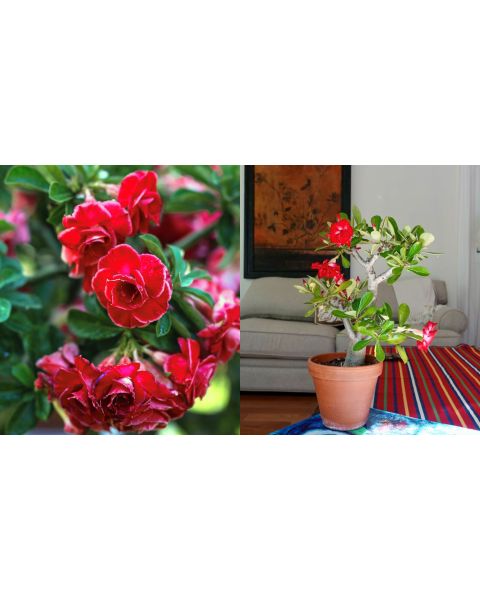 Bi-Color Desert Rose  in 4 inch pot 1 pc. R138732**Ships Mid May**