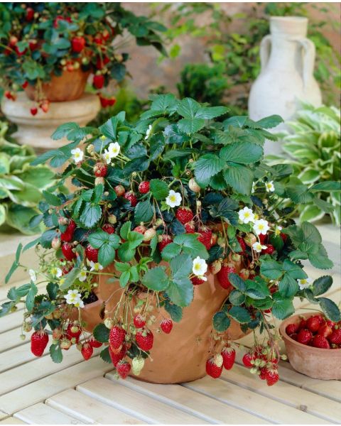 Ozark Beauties Everbearing Strawberries Bare-roots 10 pc. R428141