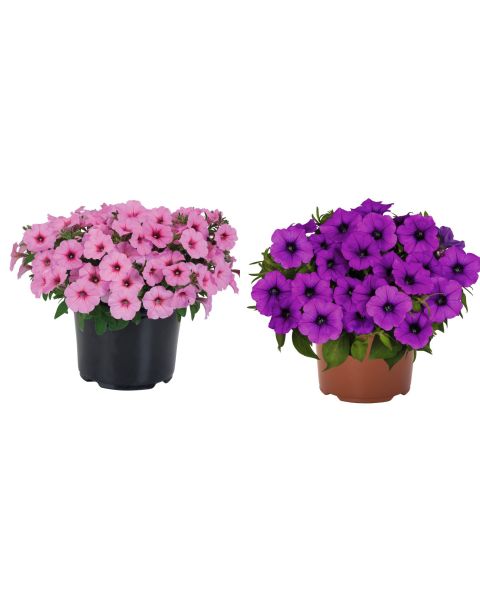 Petunias Durabloom® Series 4 pc. R138809