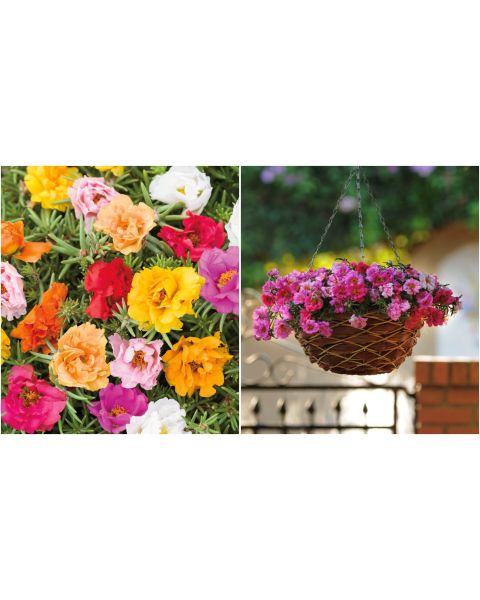 Portulaca Sundial™ Mix 3 pc. R138815