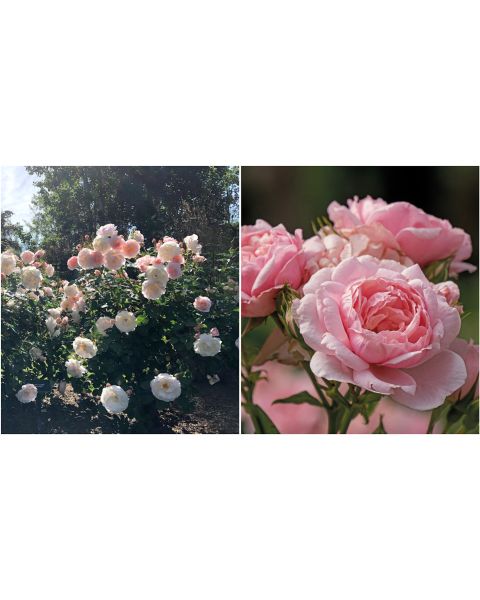 Rose Reminiscent™ Proven Winners® 1 pc. - R90452