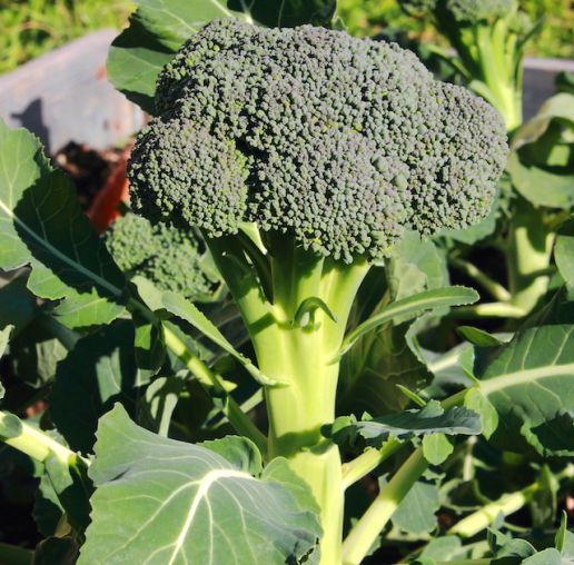 Walham Broccoli and Amaizing Cauliflower 6 pc.