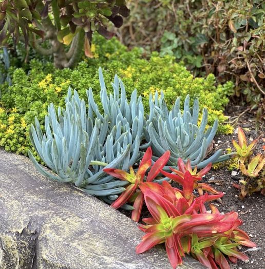 Hard to Find, Easy to Grow Succulents 3pc