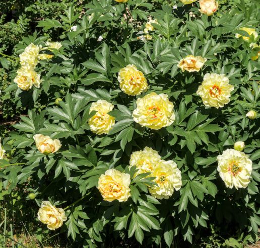 Extended Bloom Itoh Peony 1 pc.