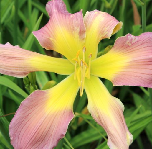 All ReBlooming and Fragrant Daylilies 6 pc.