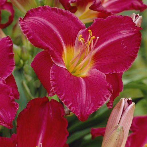 ReBlooming Daylily Collection 3 pc.