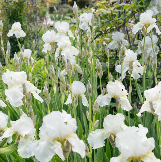 Best Bet Reblooming German Iris Plants