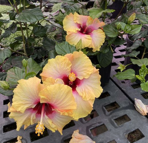 Color Changing Tropical Hibiscus 1 pc.