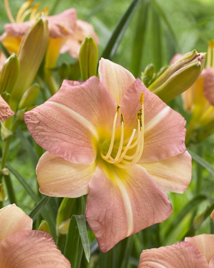EveryDaylily All Pink Cream Continuous Blooming Daylily 2 pc.