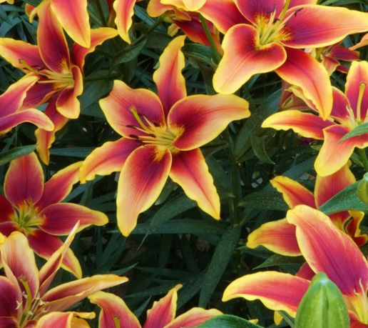 Lily AOA hybrid Sunset Avalon Red w/ Yellow edging 6 pc