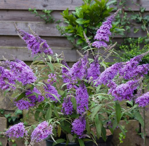 Proven Winners® Butterfly Bush Pugster® Amethyst 1 pc. *Ships in the Fall*