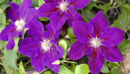 Red - White - & Blue Clematis 2-in-1 Combo 1 pc.