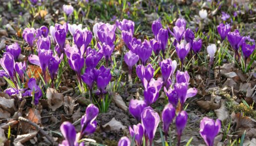 Large Flowering Crocus Collection 40 pc. *Ships in the Fall*