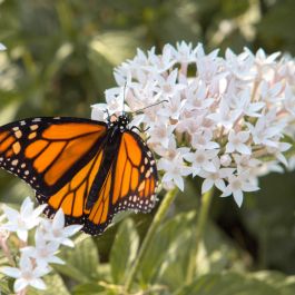 Asclepias Butterfly Bouquet 4 pc. R94981 | Perennials | Shop