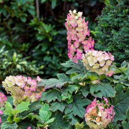 Ruby Slippers Reblooming Hydrangea