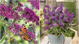 butterfly_bush_humdinger_magen butterfly_bush_humdinger_magen