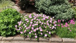 Geraniums Marco's Mix Winter Hardy Collection 3 pc. R138770 | Shop