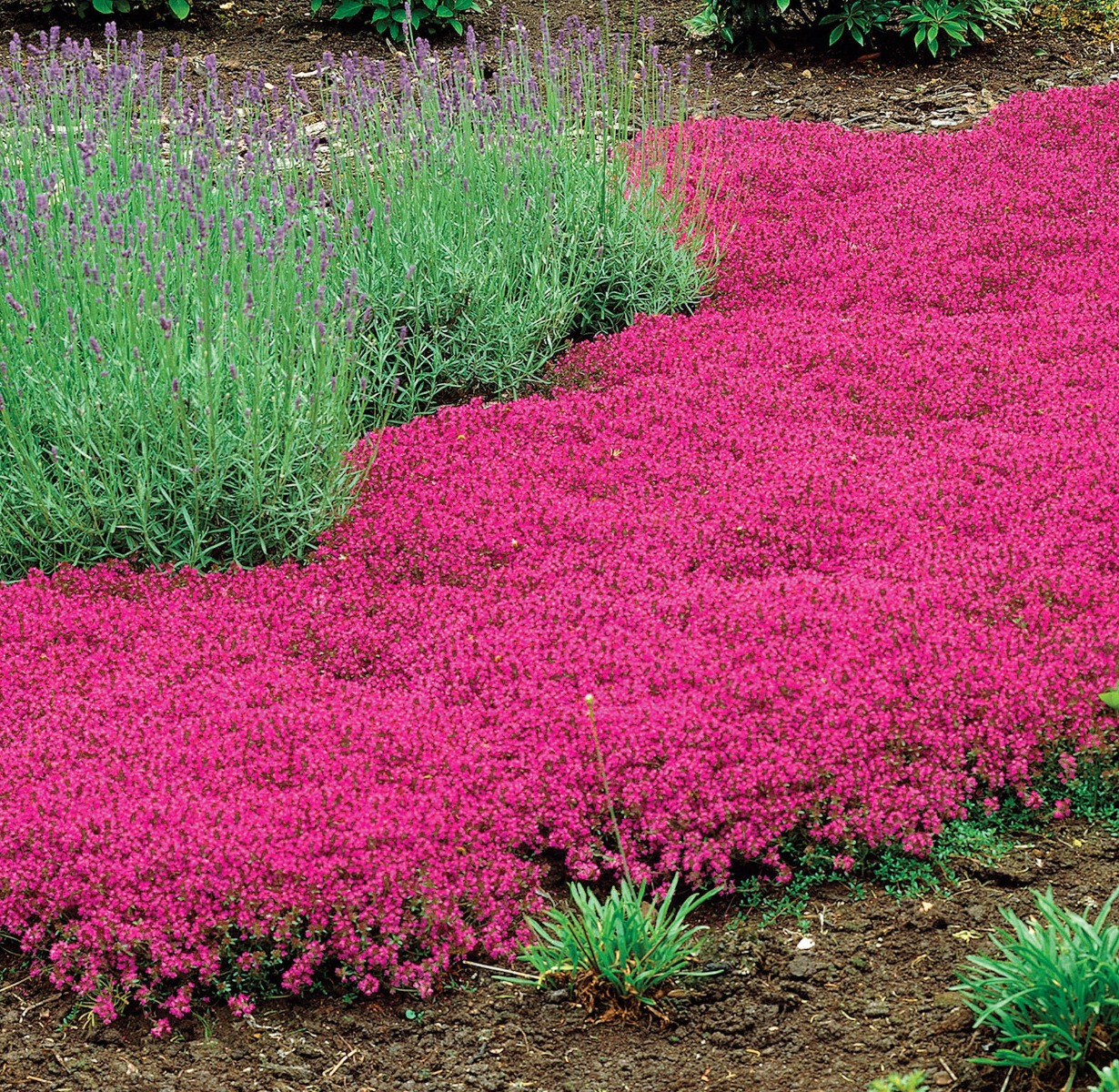 english trample me white thyme ground cover