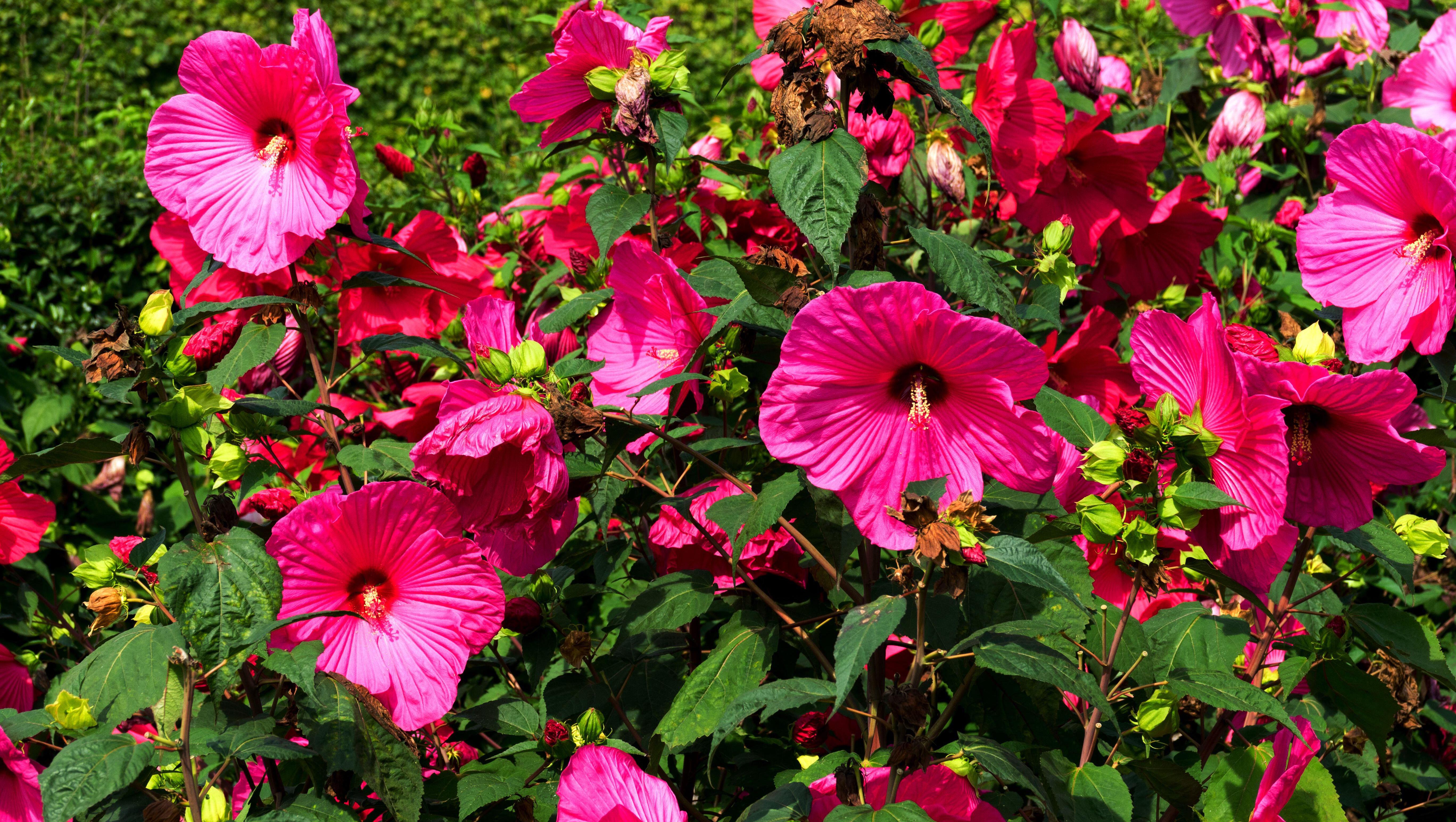 Family Grown Perennials And Annuals At Roberta S Unique Gardens