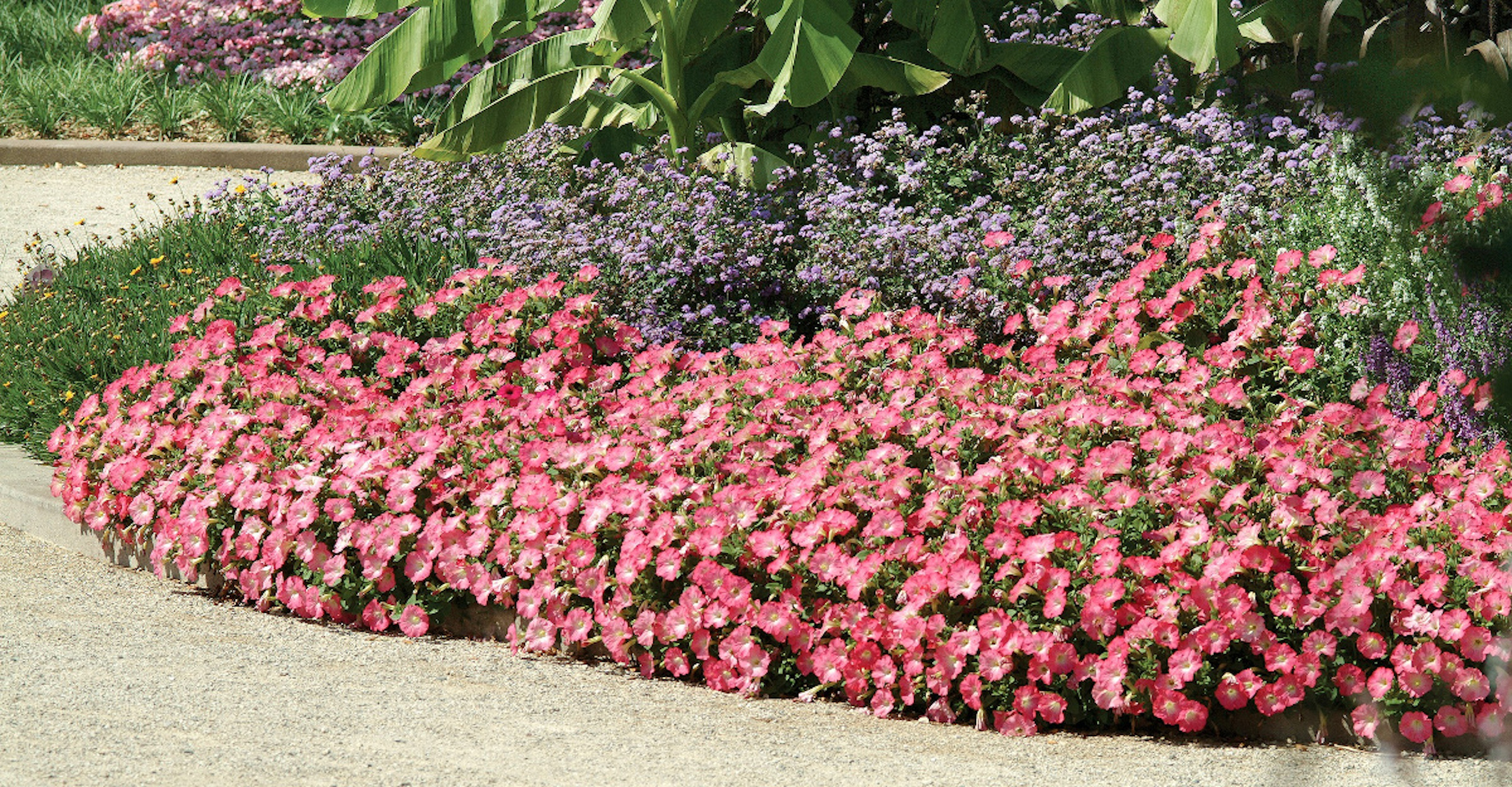 Family Grown Perennials And Annuals At Roberta S Unique Gardens