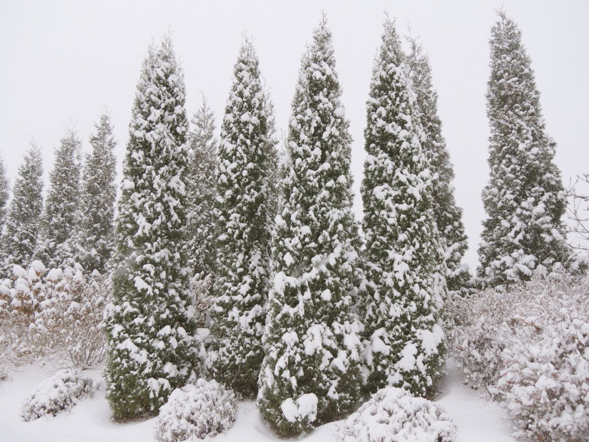 Evergreen and Flowering Shrubs