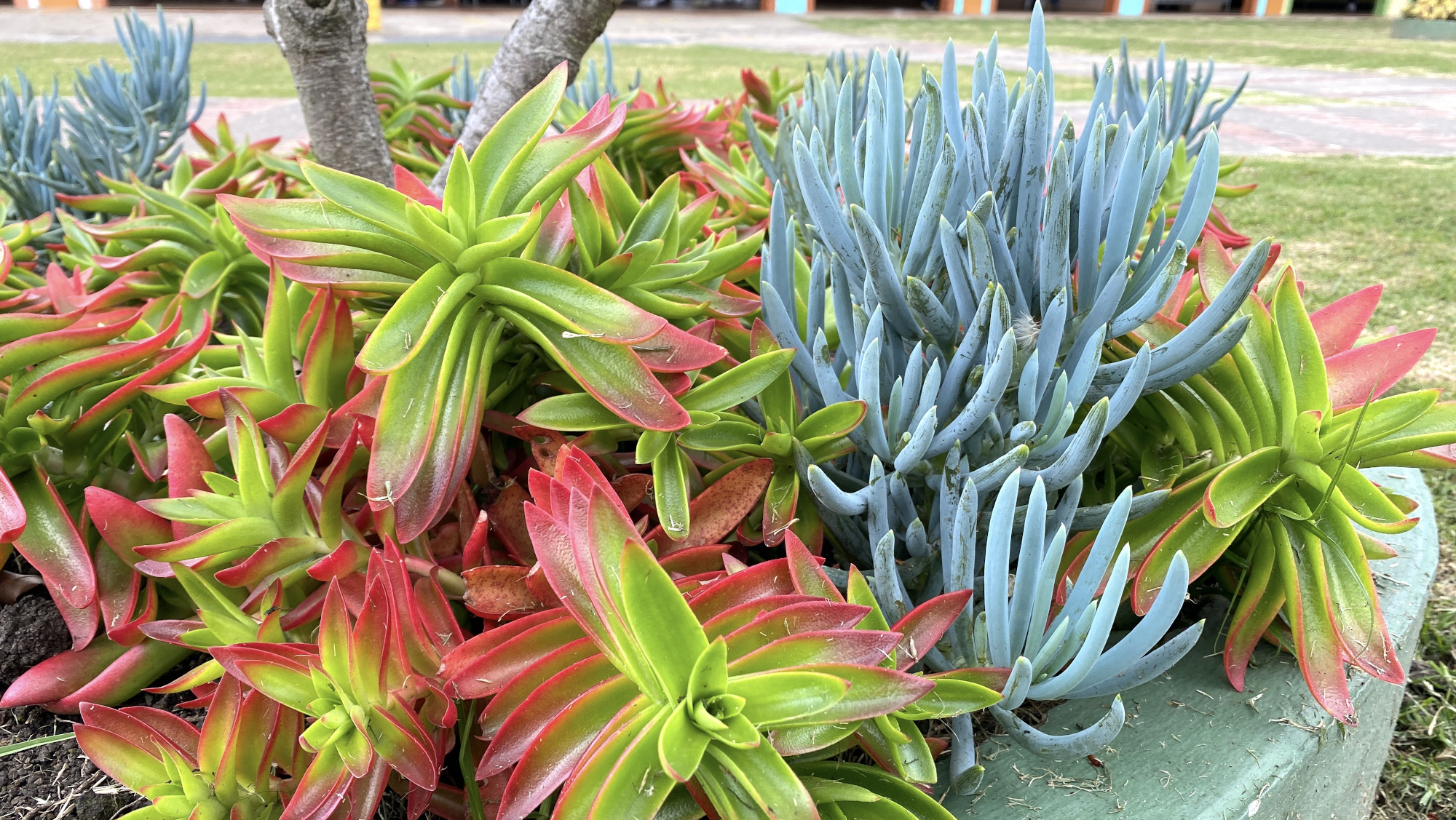 Family Grown Perennials And Annuals At Roberta S Unique Gardens